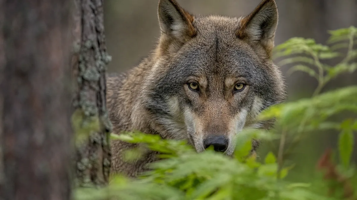 Wilki, strach i leśny ekosystem - rodzinne spotkanie w Niepołomicach