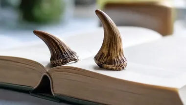 Las zawitał do biblioteki, a dziki zdradziły swoje sekrety.