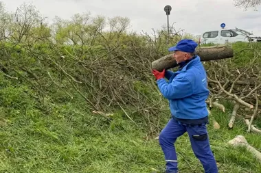Powalone jesiony spod wału. Drewno trafi do potrzebujących
