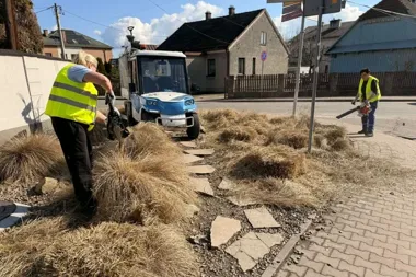 Miasto budzi się do życia – wiosenne porządki i tysiące cebulek w Niepołomicach