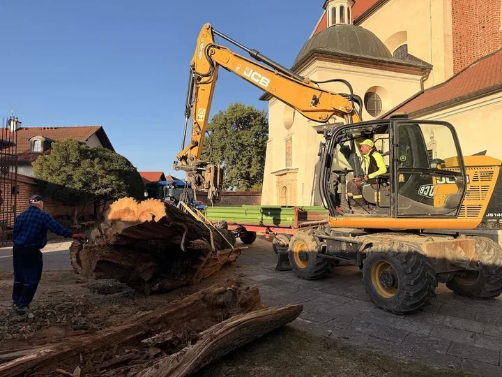 Ponad 300-letni wiąz przy kościele wycięty. Pień trafił na Błonia