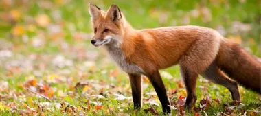 Szczepionki dla lisów będą zrzucane z samolotów. Ważne zasady